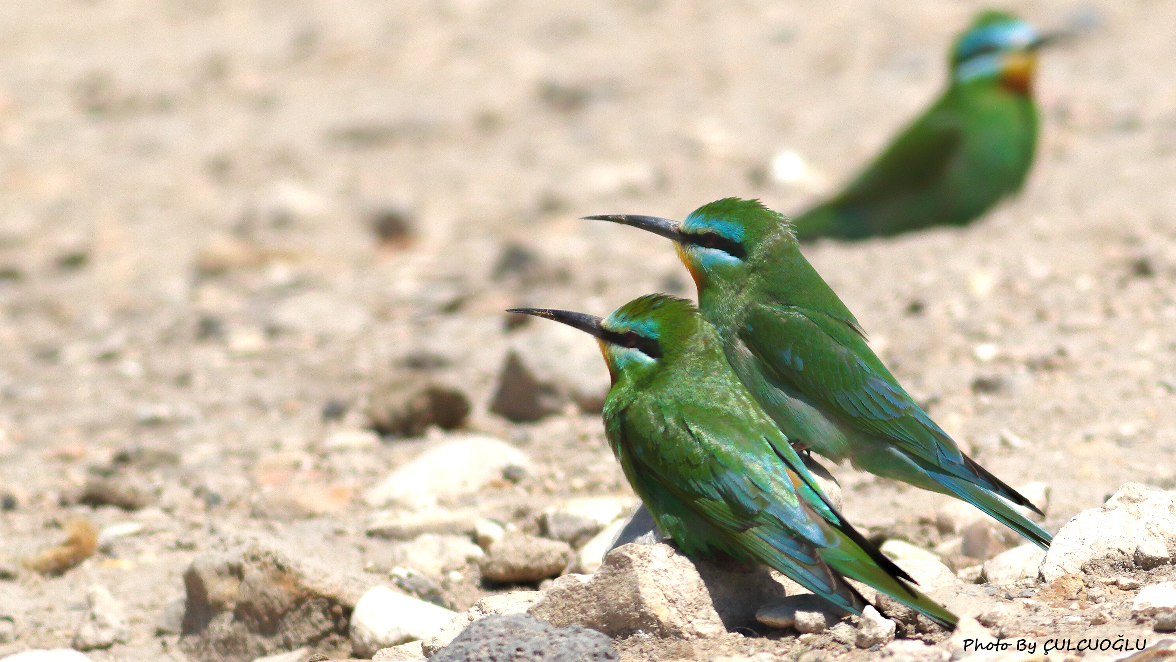 Blue-cheeked Bee-eater